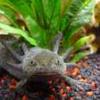 AxolotlHaustier